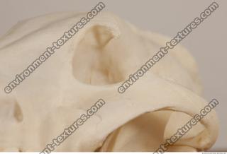 photo reference of skull 0024